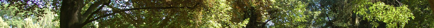 Blick in das sommerliche Parkgelände der LWL-Klinik Münster, im Vordergrund grüne Rasenfläche, im Hintergrund viele alte Bäume im grünen Blätterkleid.