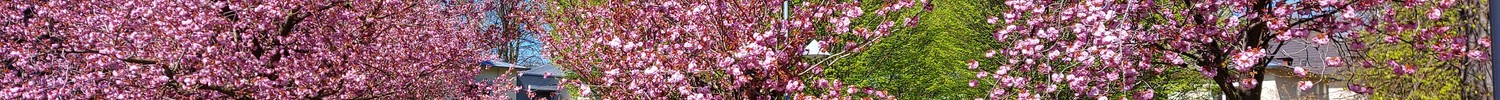 Drei rosa blühende Kirschbäume stehen im sommerlichen grünen Parkgelände der LWL-Klinik Münster